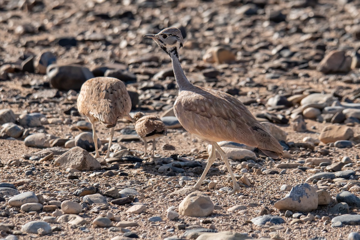 Rüppell's Bustard - ML637403160