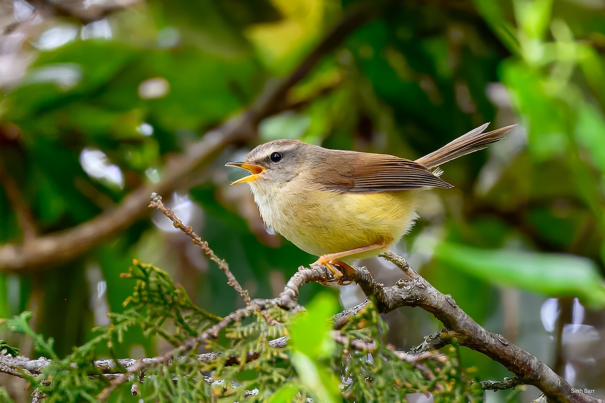 Yellowish-bellied Bush Warbler - ML637403167
