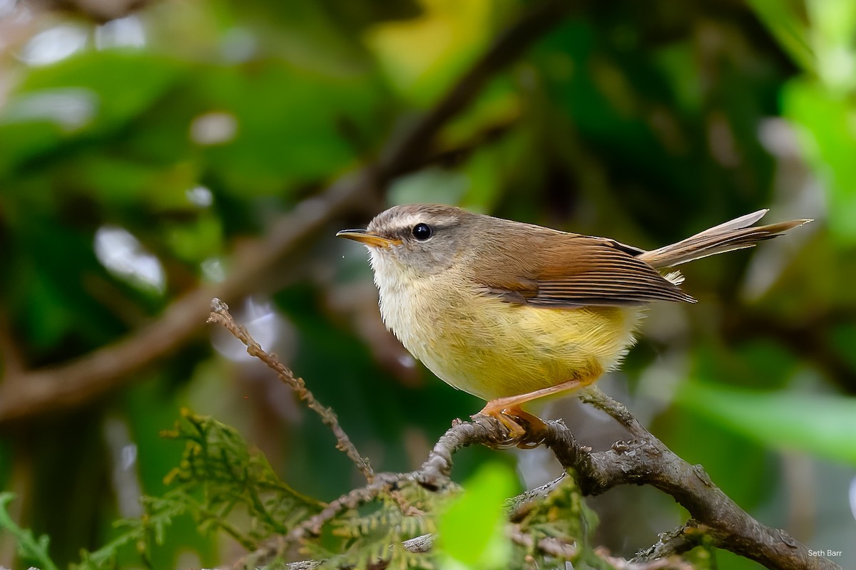 Yellowish-bellied Bush Warbler - ML637403169