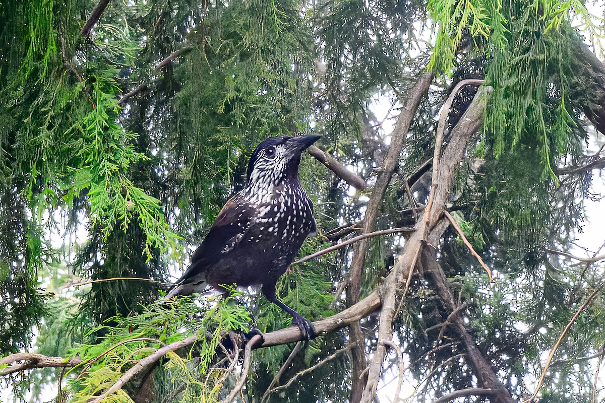 Southern Nutcracker - ML637403175