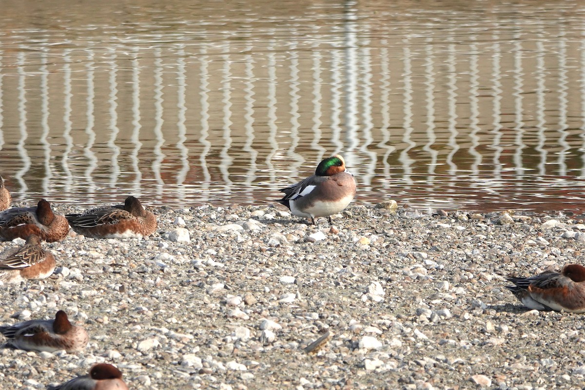 Eurasian x American Wigeon (hybrid) - ML637403188