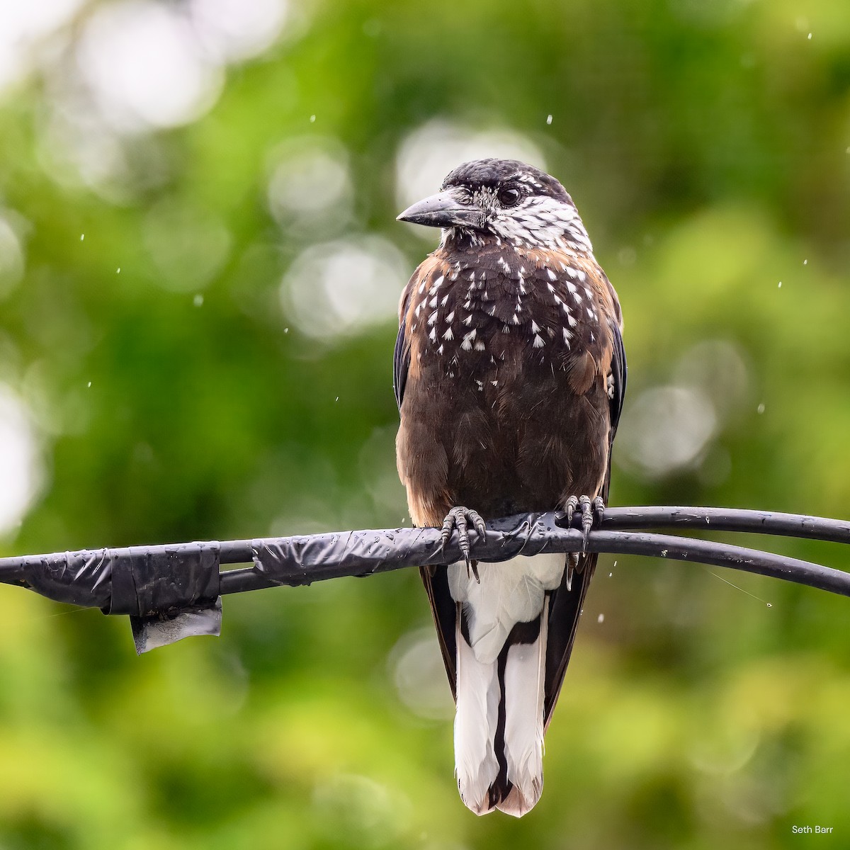 Southern Nutcracker - ML637403196