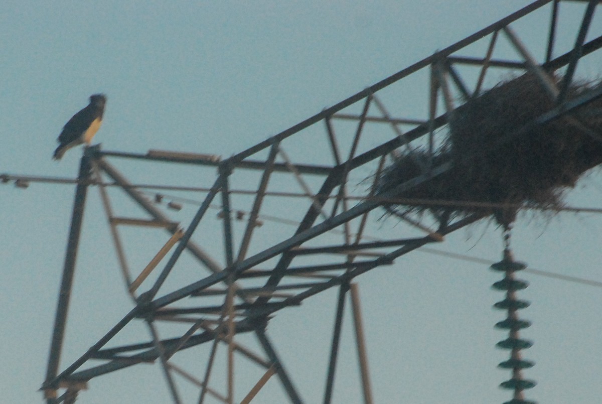 Black-chested Snake-Eagle - ML637403213
