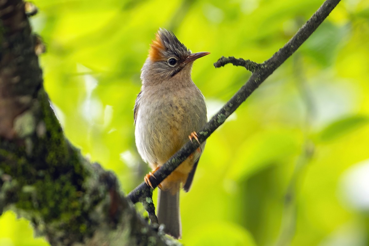 Rufous-vented Yuhina - ML637403214