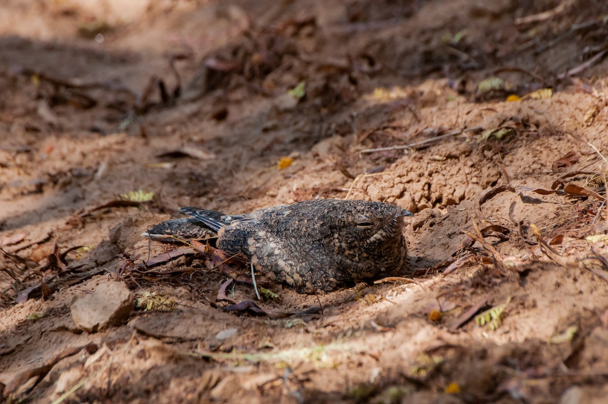 Freckled Nightjar - ML637403229