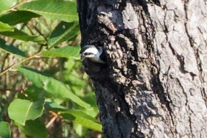 White-rumped Falcon - ML637403253