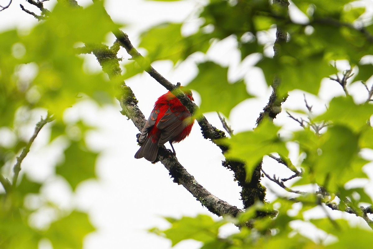 Scarlet Finch - ML637403263
