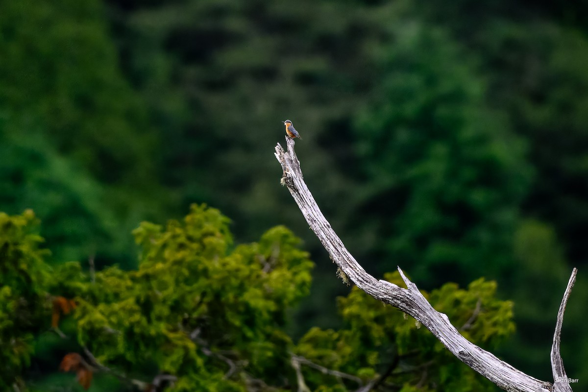 Eurasian Nuthatch (Chinese) - ML637403362