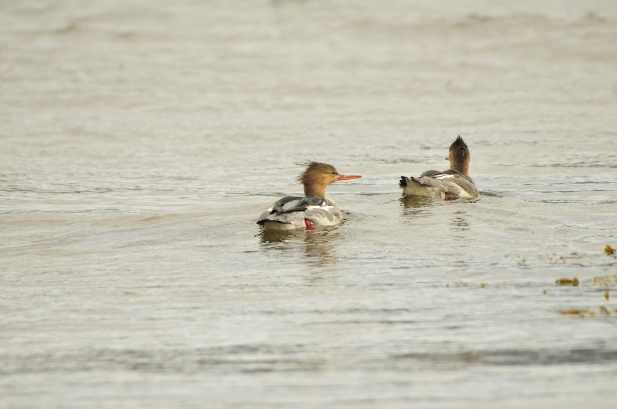 Red-breasted Merganser - ML637403393