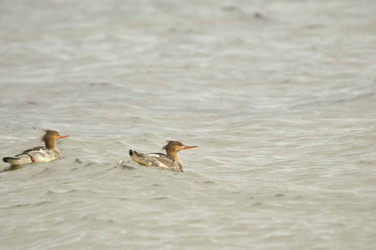 Red-breasted Merganser - ML637403394