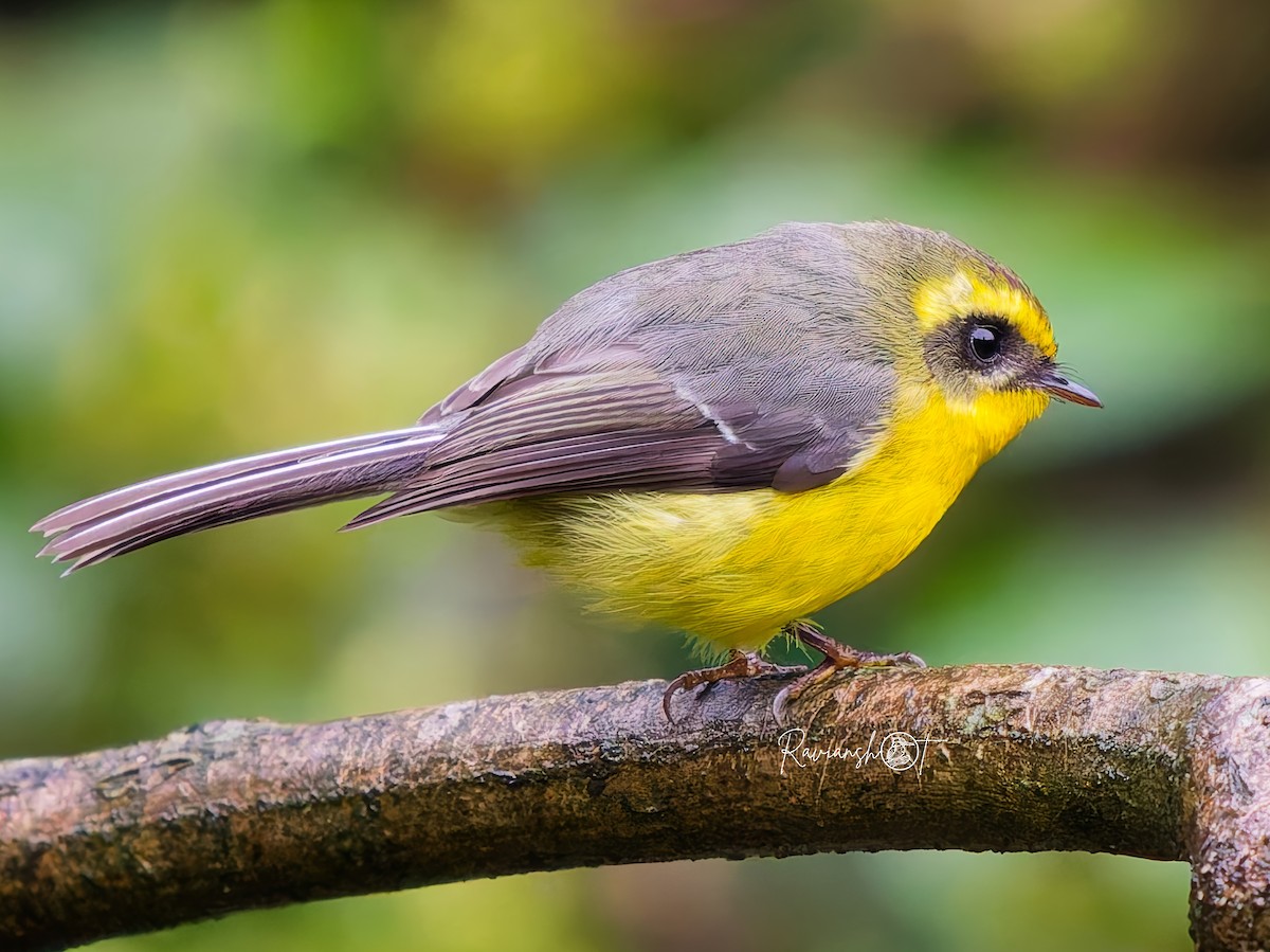 Yellow-bellied Fairy-Fantail - ML637403428