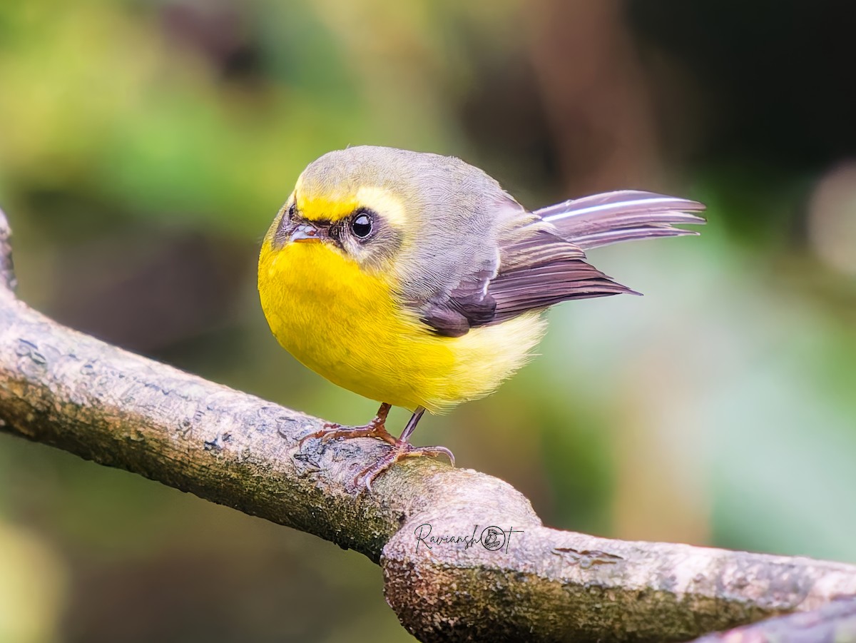 Yellow-bellied Fairy-Fantail - ML637403429