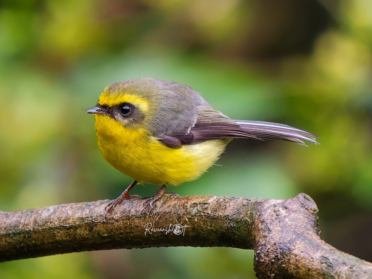 Yellow-bellied Fairy-Fantail - ML637403430