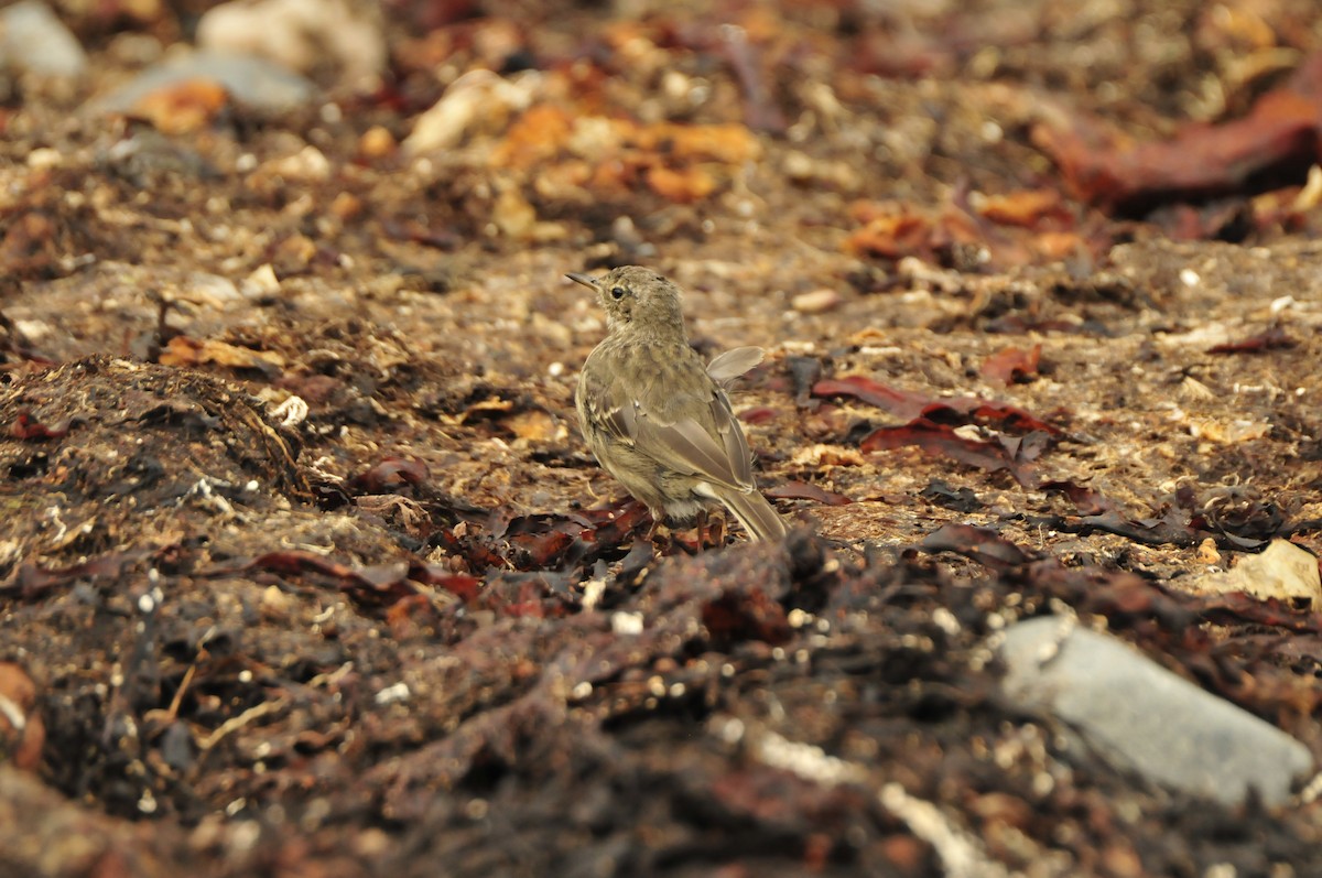 Rock Pipit - ML637403431