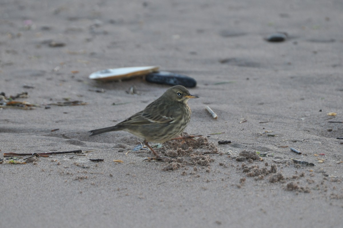 Rock Pipit - ML637403432
