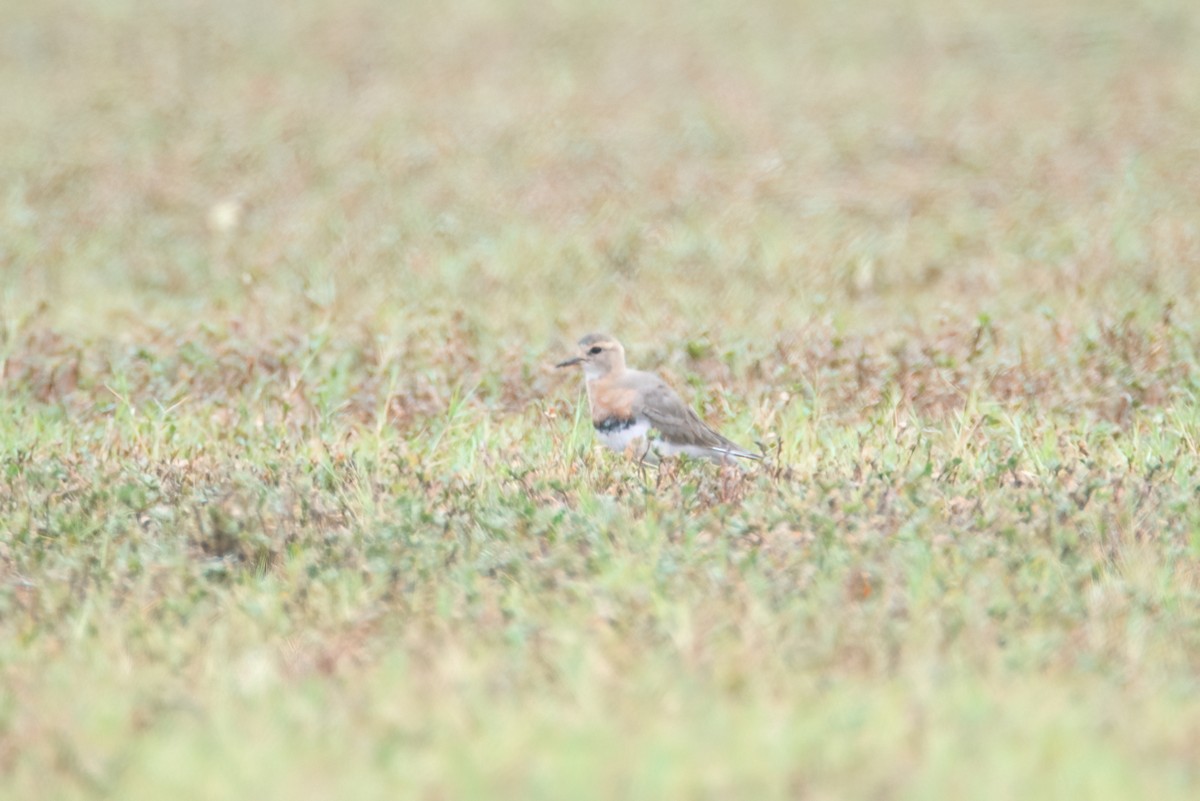 Oriental Plover - ML637403463