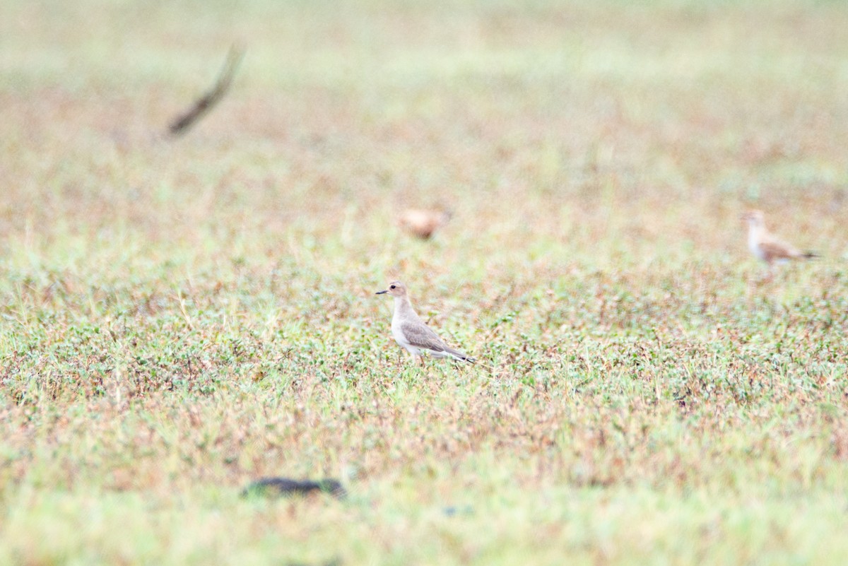 Oriental Plover - ML637403464