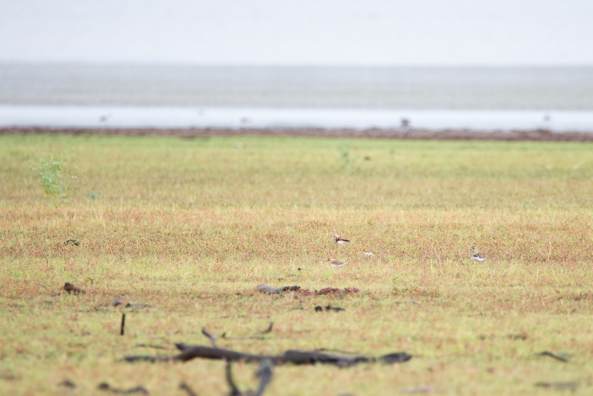 Oriental Plover - ML637403465