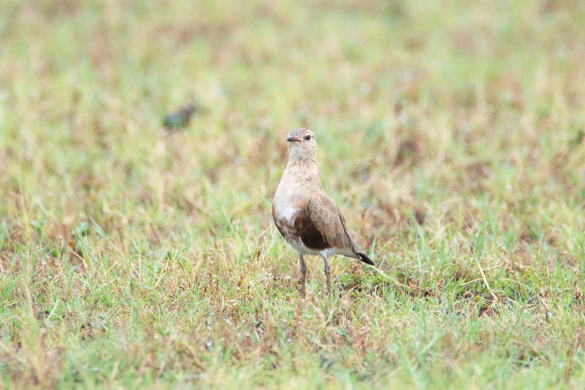 Australian Pratincole - ML637403471