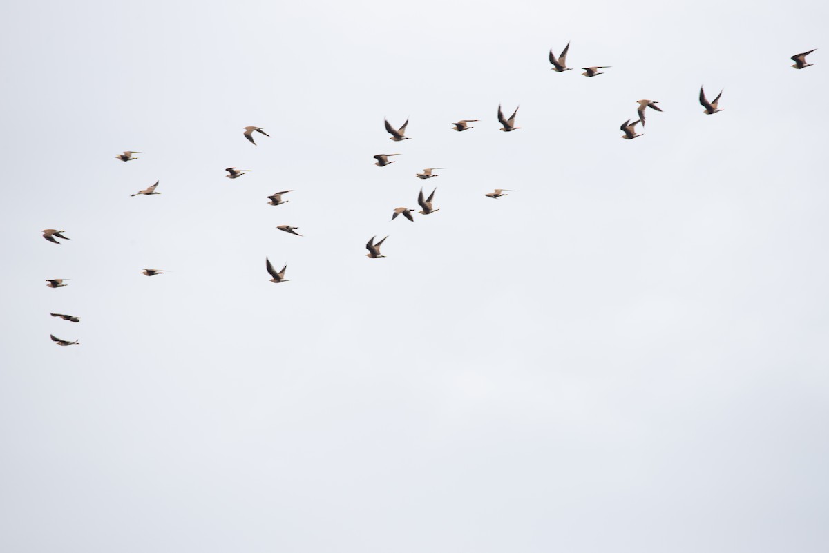 Australian Pratincole - ML637403472
