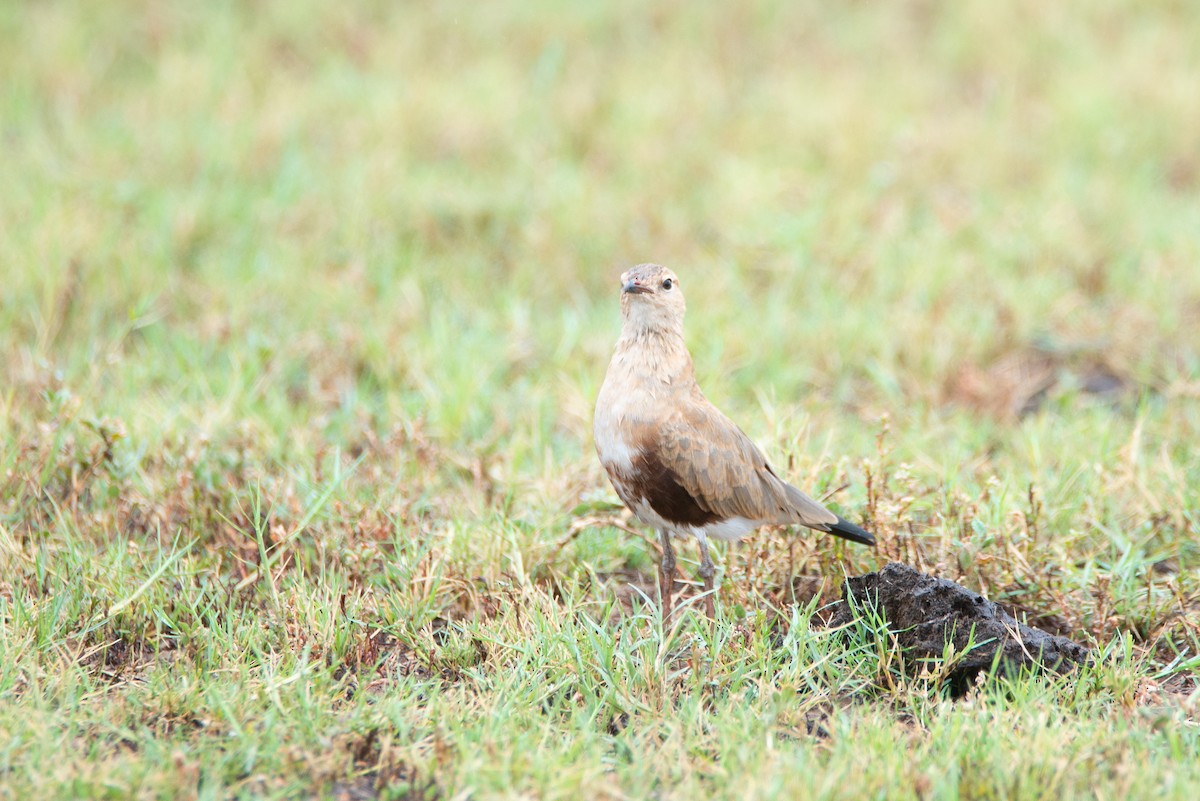 Australian Pratincole - ML637403473