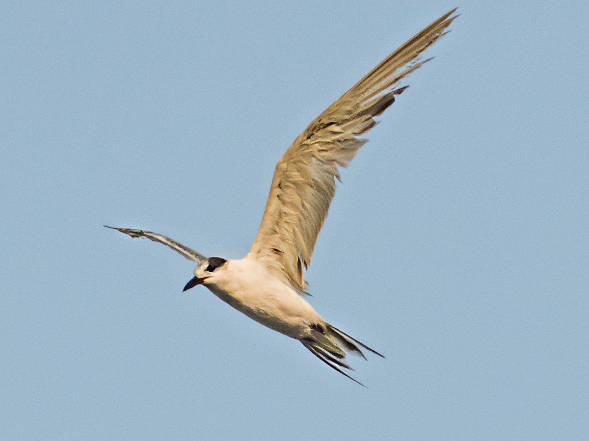 White-cheeked Tern - ML637403474