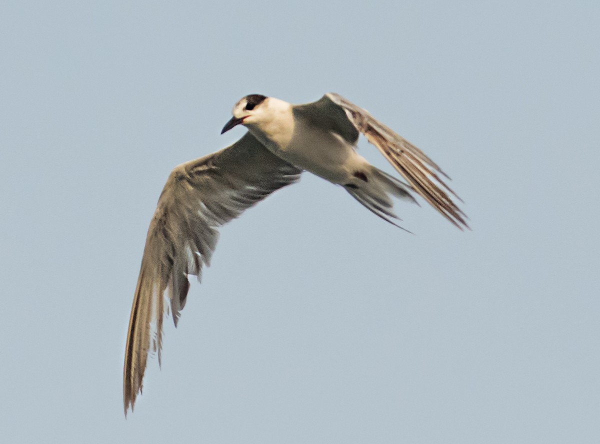 White-cheeked Tern - ML637403475