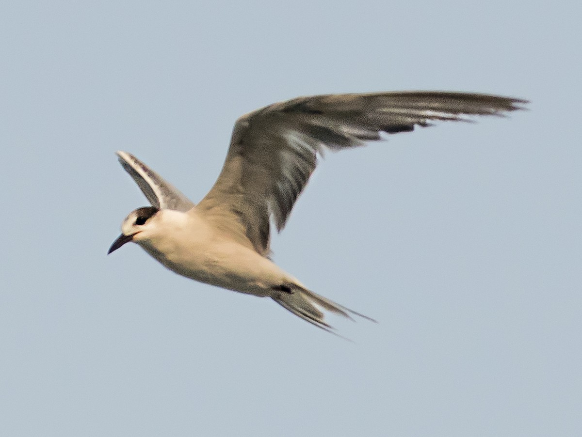 White-cheeked Tern - ML637403476