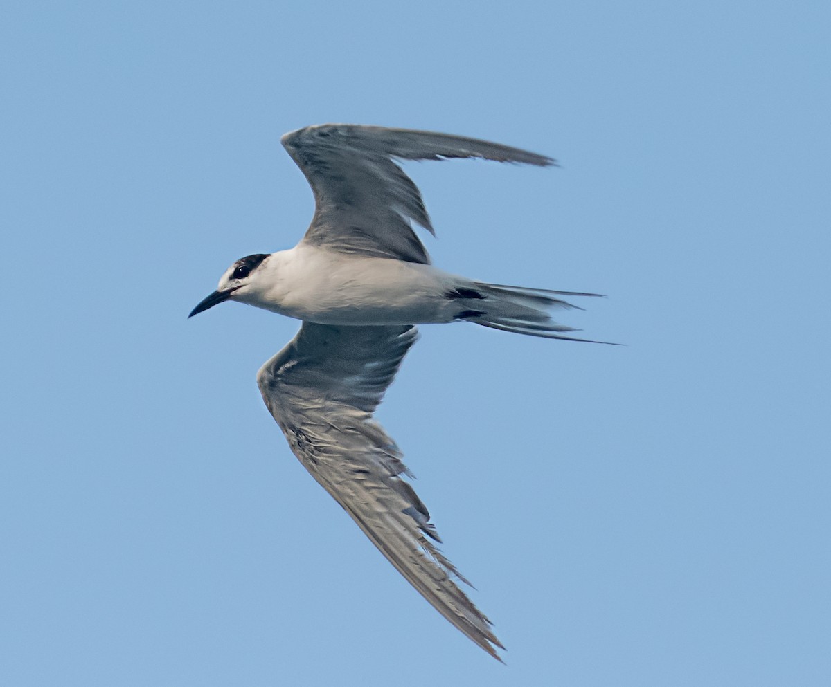 White-cheeked Tern - ML637403477