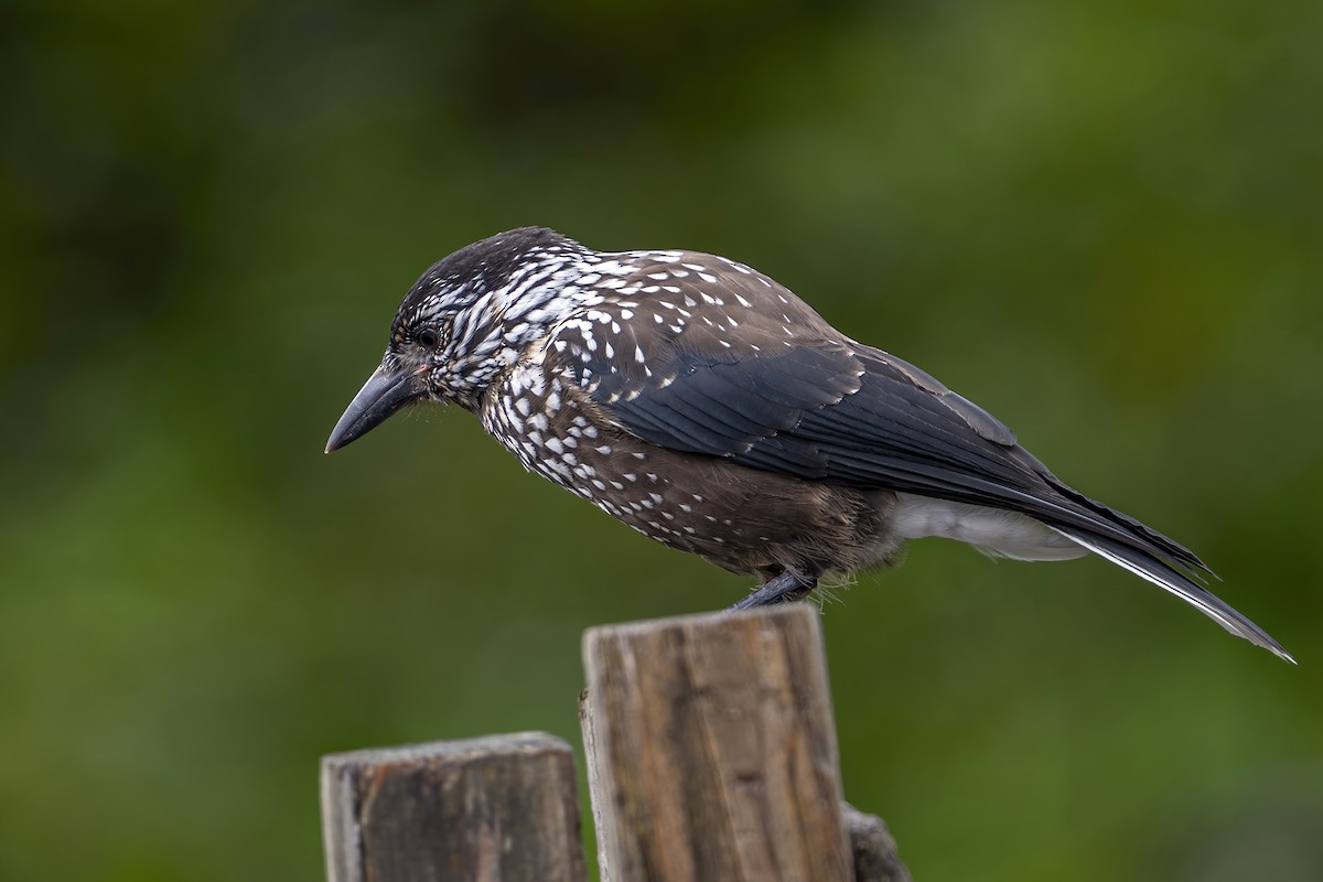 Southern Nutcracker - ML637403519