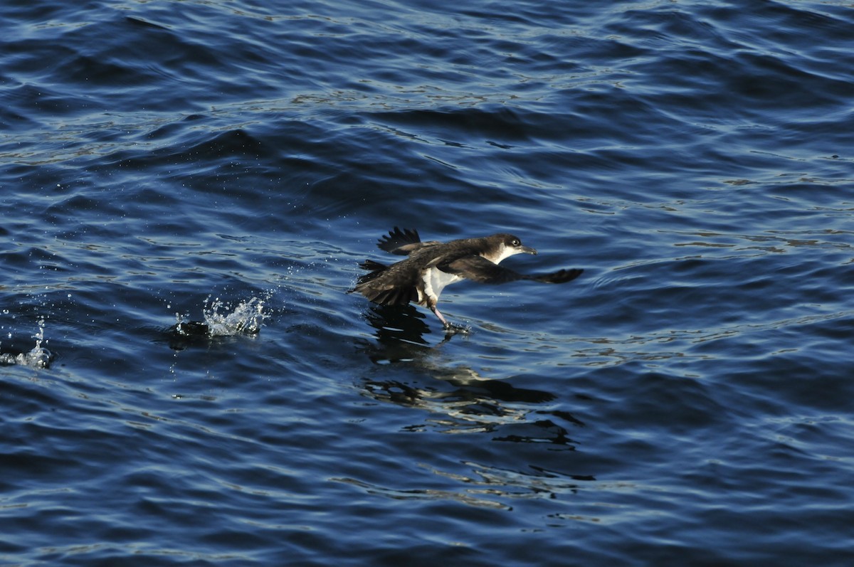 Manx Shearwater - ML637403529