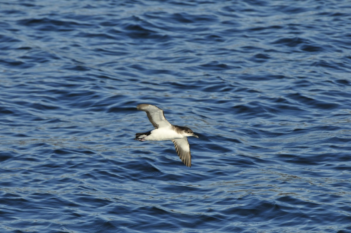 Manx Shearwater - ML637403530