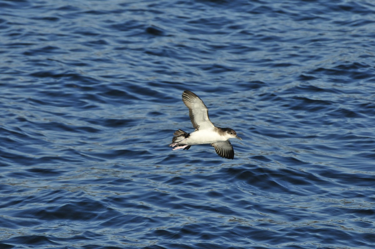 Manx Shearwater - ML637403531