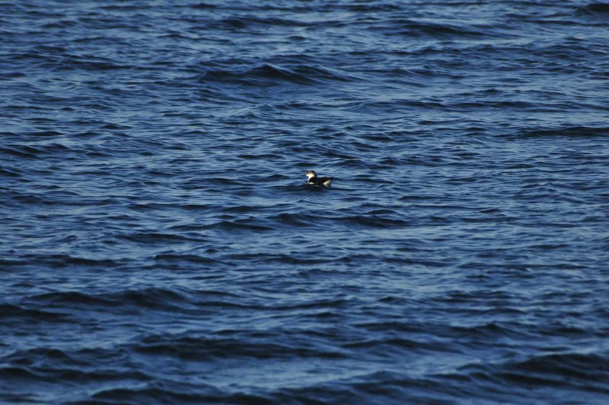 Manx Shearwater - ML637403532