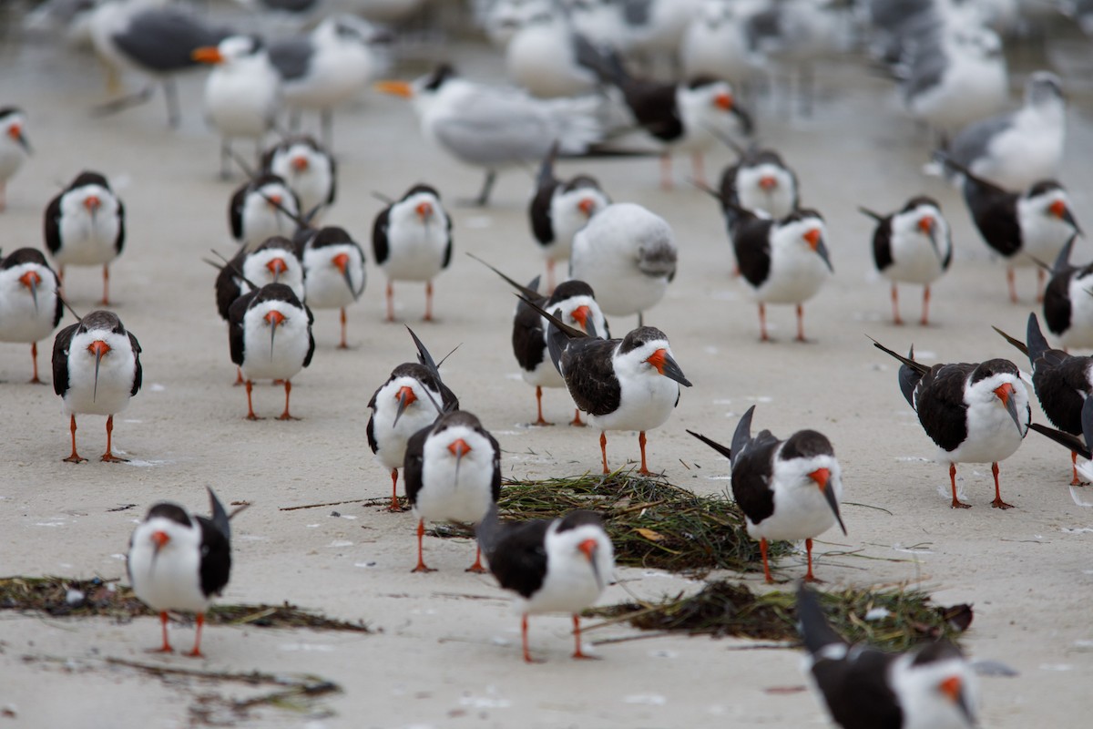 Black Skimmer - ML63740361