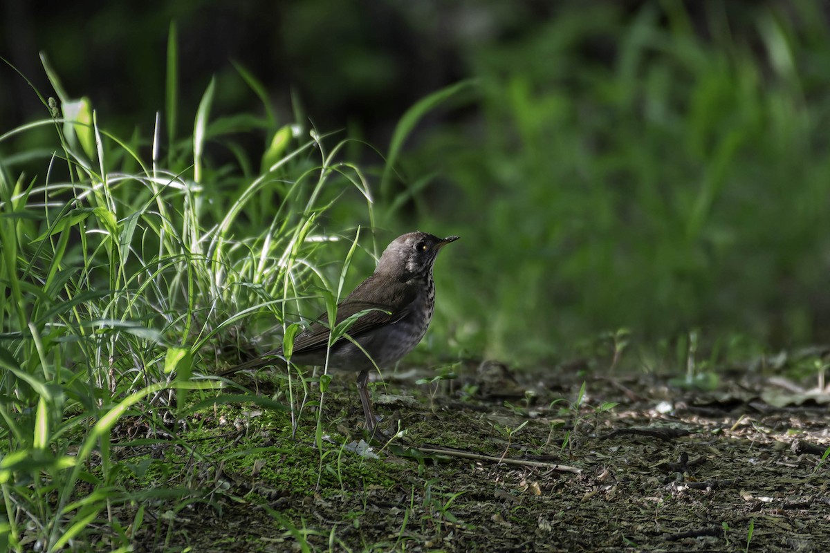 Bicknell's Thrush - ML637403623
