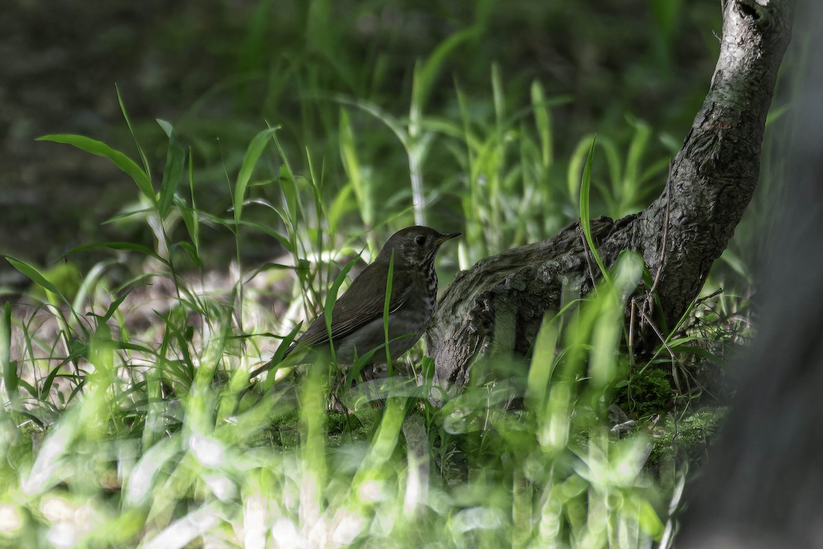 Bicknell's Thrush - ML637403624