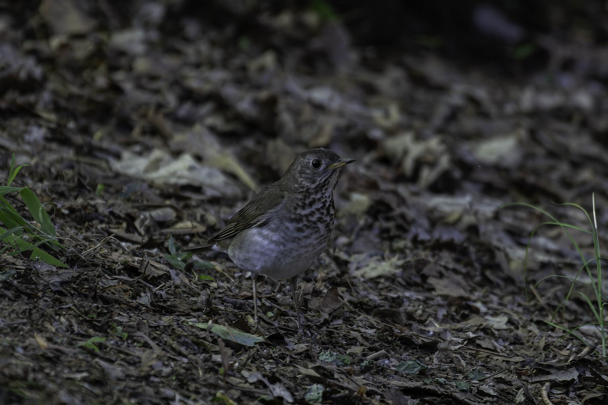 Bicknell's Thrush - ML637403627
