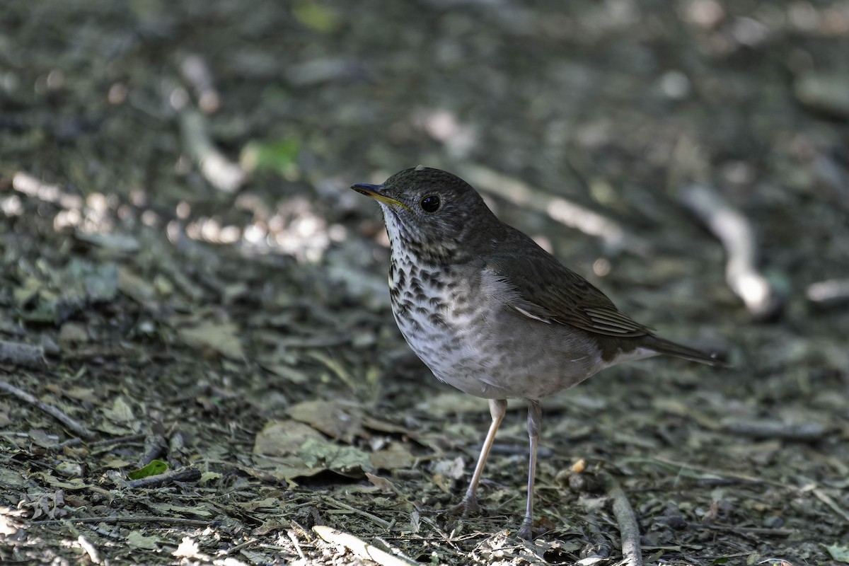 Bicknell's Thrush - ML637403634