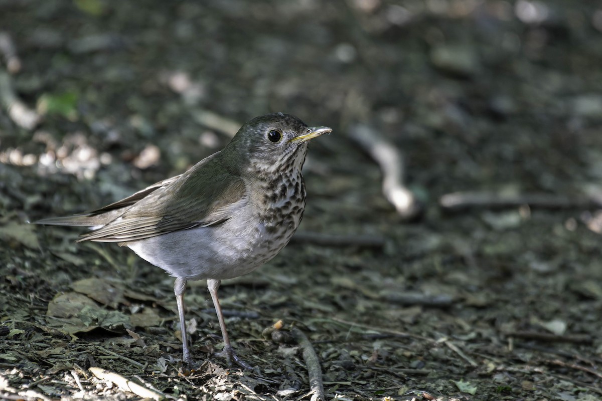 Bicknell's Thrush - ML637403637
