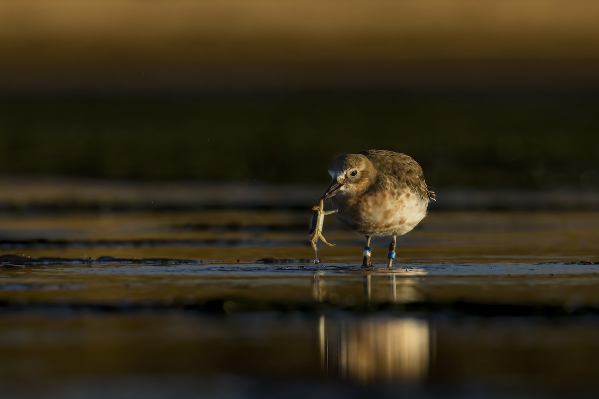 Red-breasted Dotterel (Southern) - ML637403641