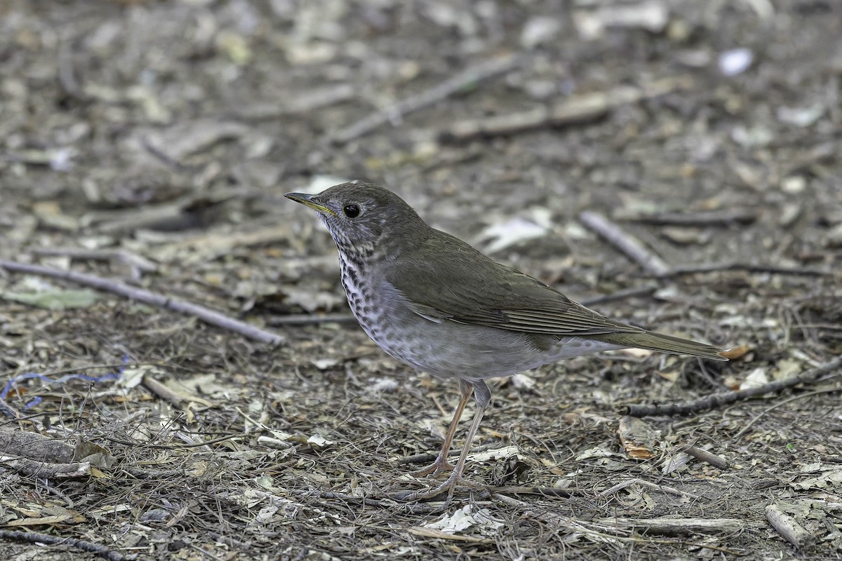 Bicknell's Thrush - ML637403644