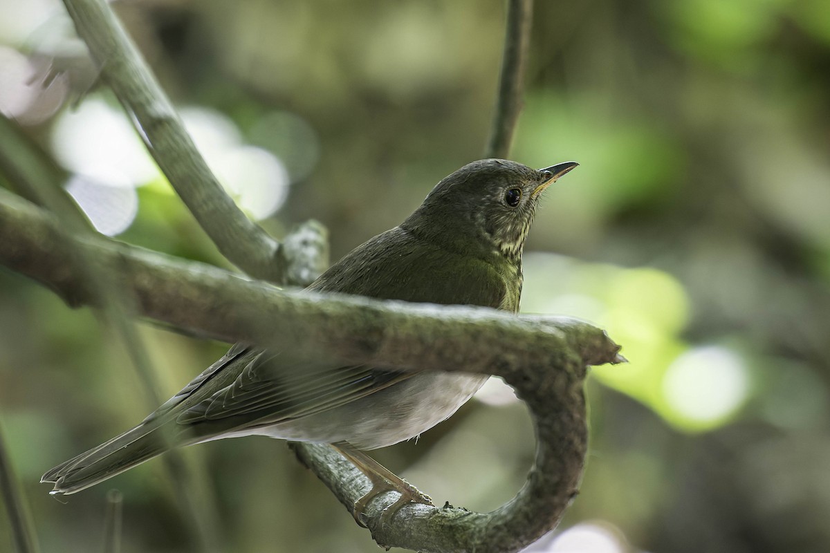 Bicknell's Thrush - ML637403659