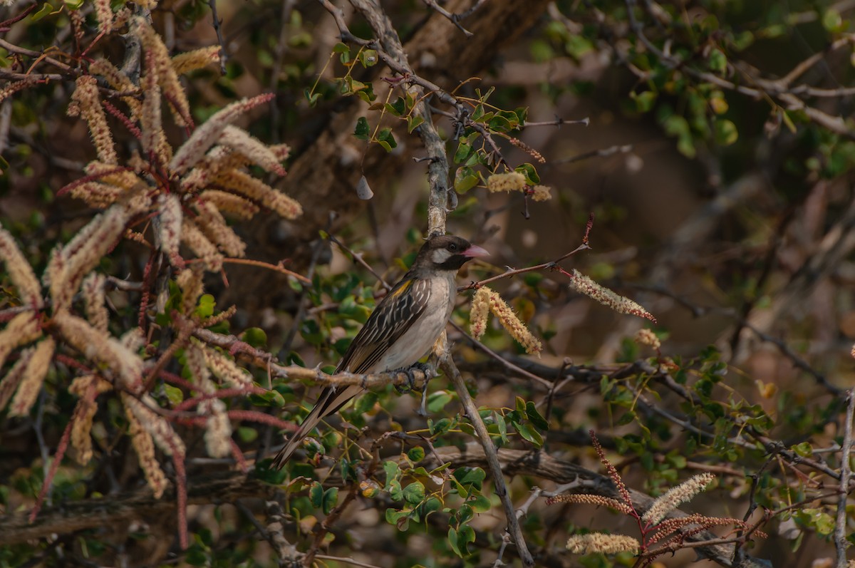Greater Honeyguide - ML637403662