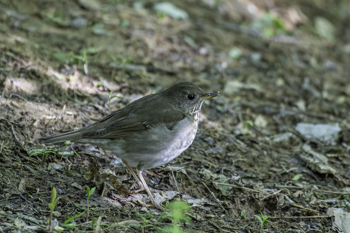 Bicknell's Thrush - ML637403670