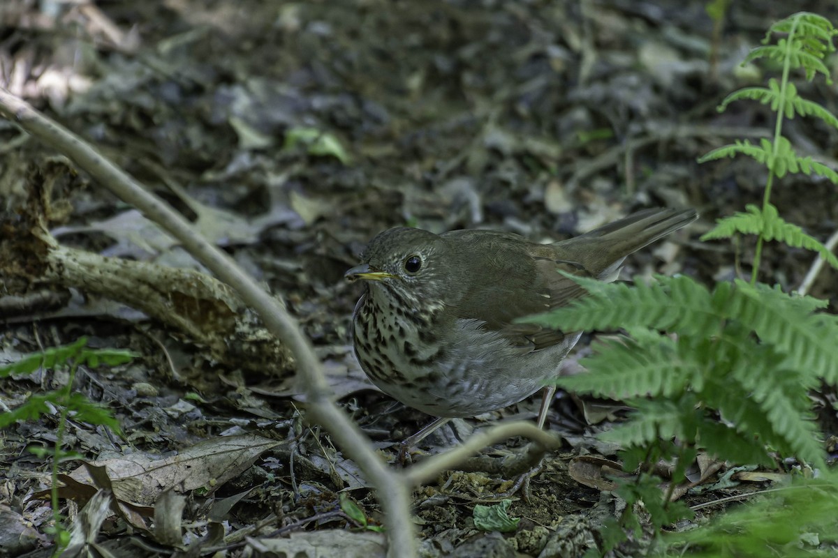 Bicknell's Thrush - ML637403683