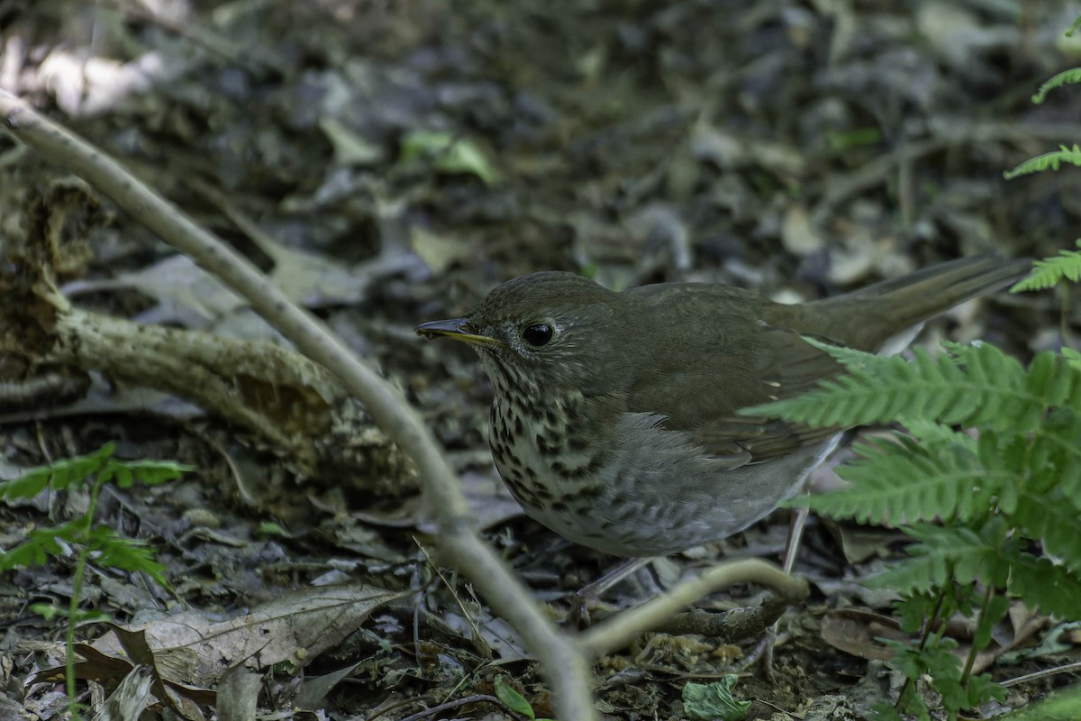 Bicknell's Thrush - ML637403685