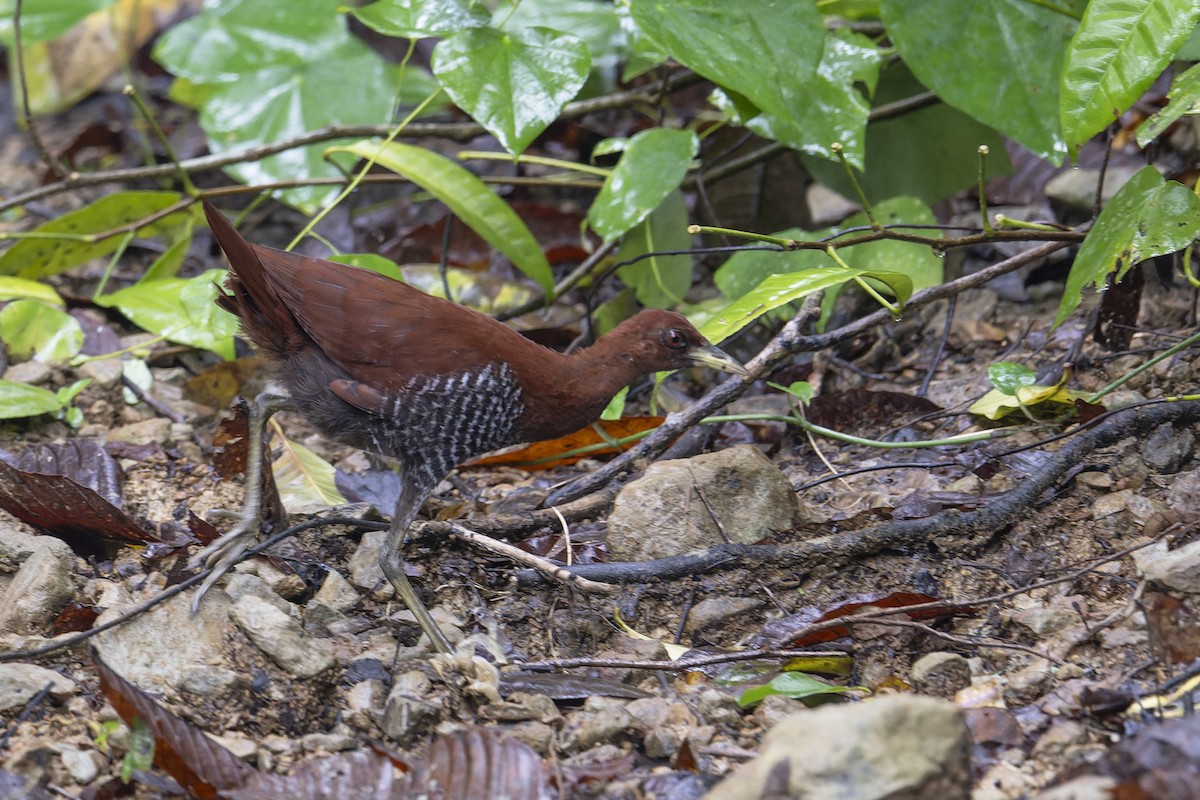 Andaman Crake - ML637403730