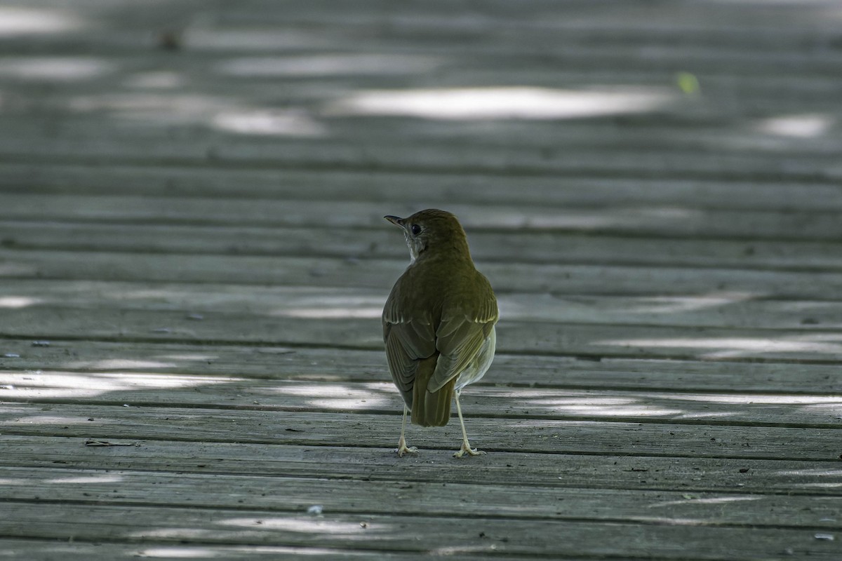 Veery - ML637403778