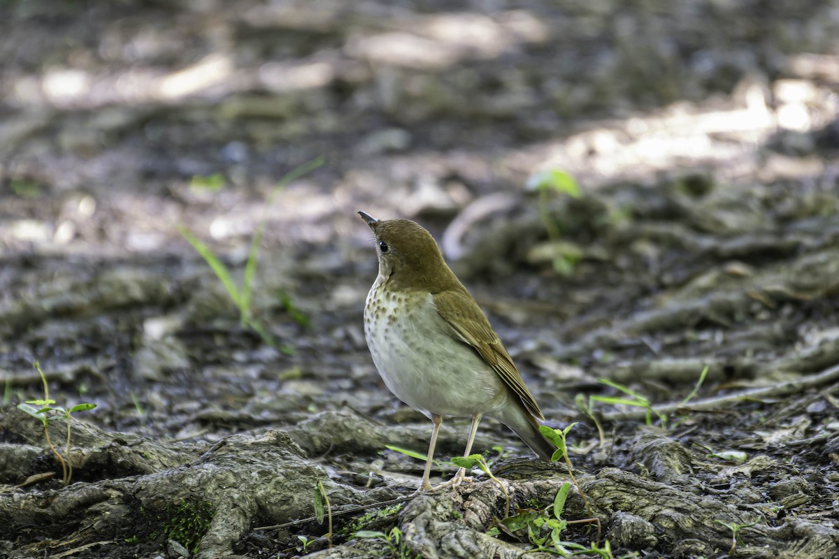 Veery - ML637403787